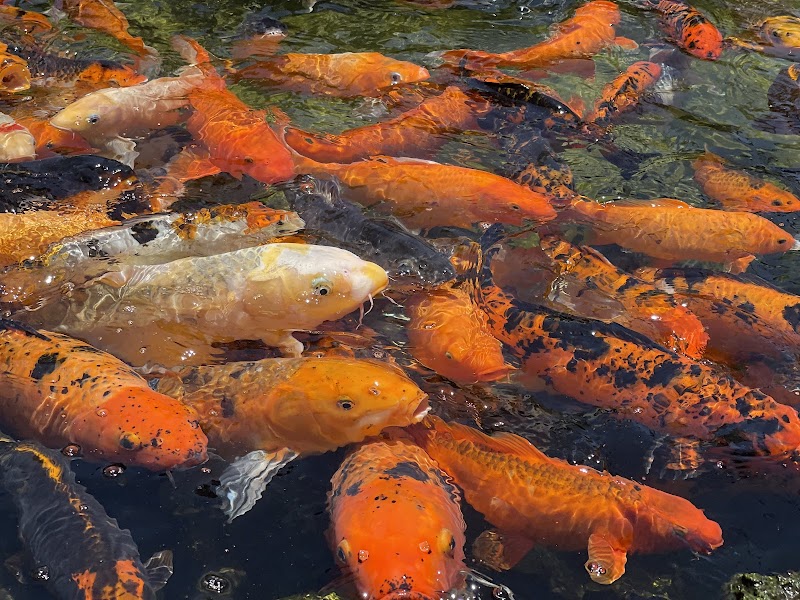 The Fish Hole at Lakewood Ranch